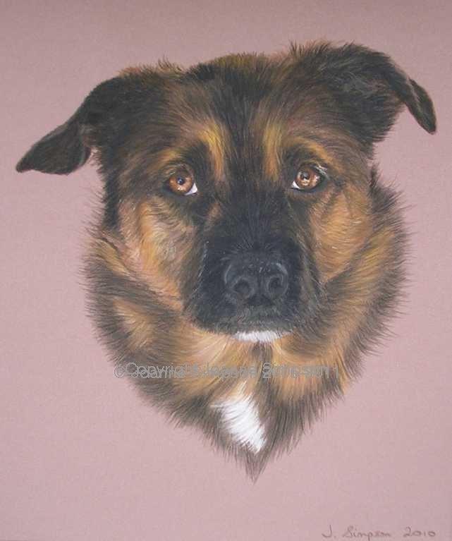 German Shepherd cross pet portrait by Joanne Simpson